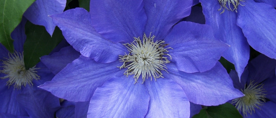 As doenças das clematites