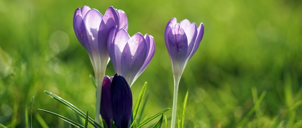 Açafrão-da-primavera: Plantar, cultivar e cuidar