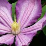 Plantar as clematites em vaso