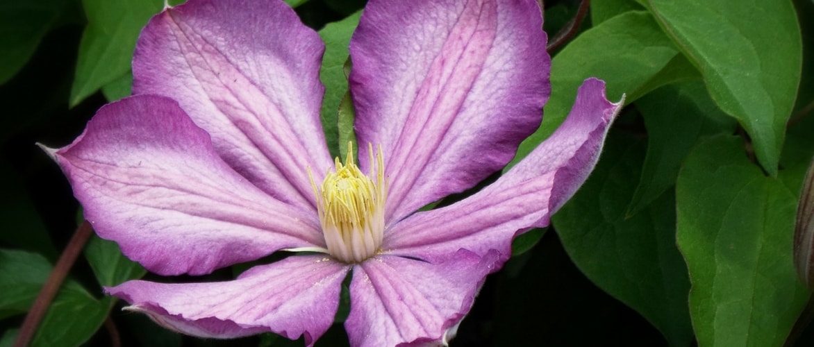 Plantar as clematites em vaso