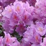 Rododendro: plantação, cultivo e cuidados