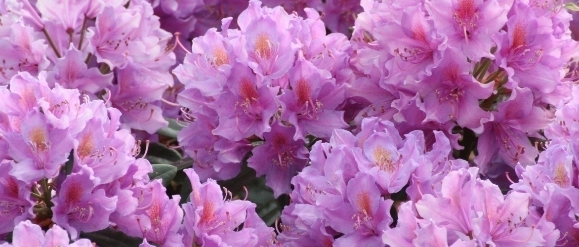 Rododendro: plantação, cultivo e cuidados