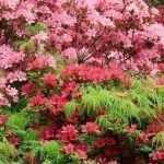 Rododendro: 9 ideias de associações bem-sucedidas
