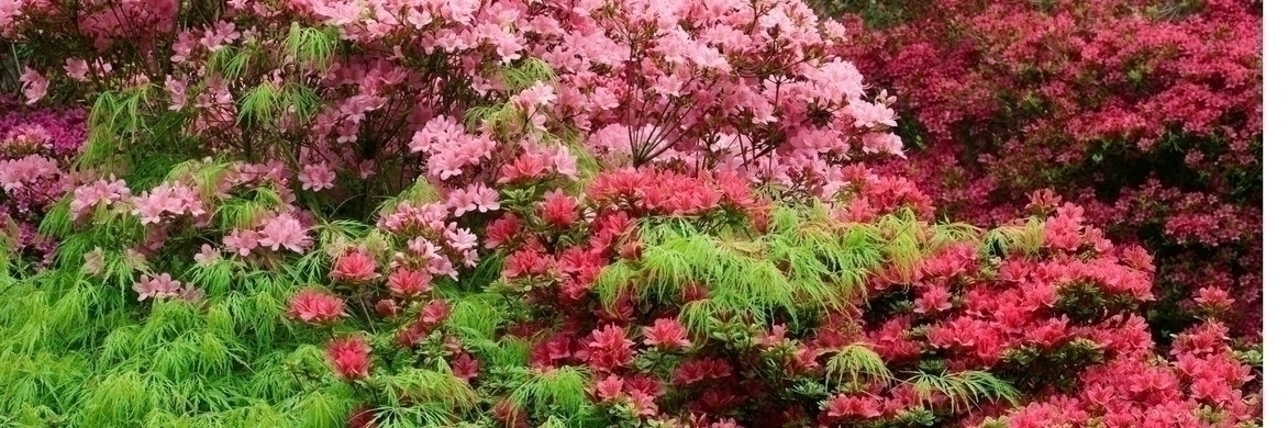 Rododendro: 9 ideias de associações bem-sucedidas