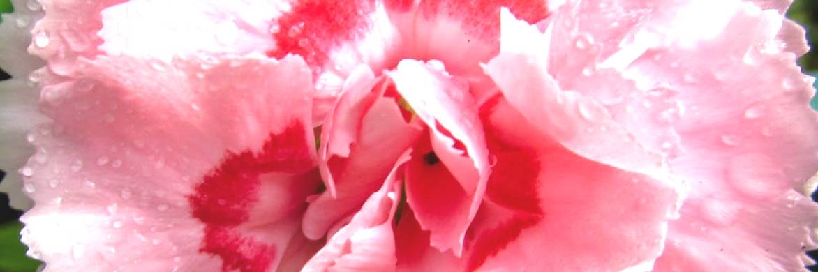 Cravos: quais são os mais perfumados?