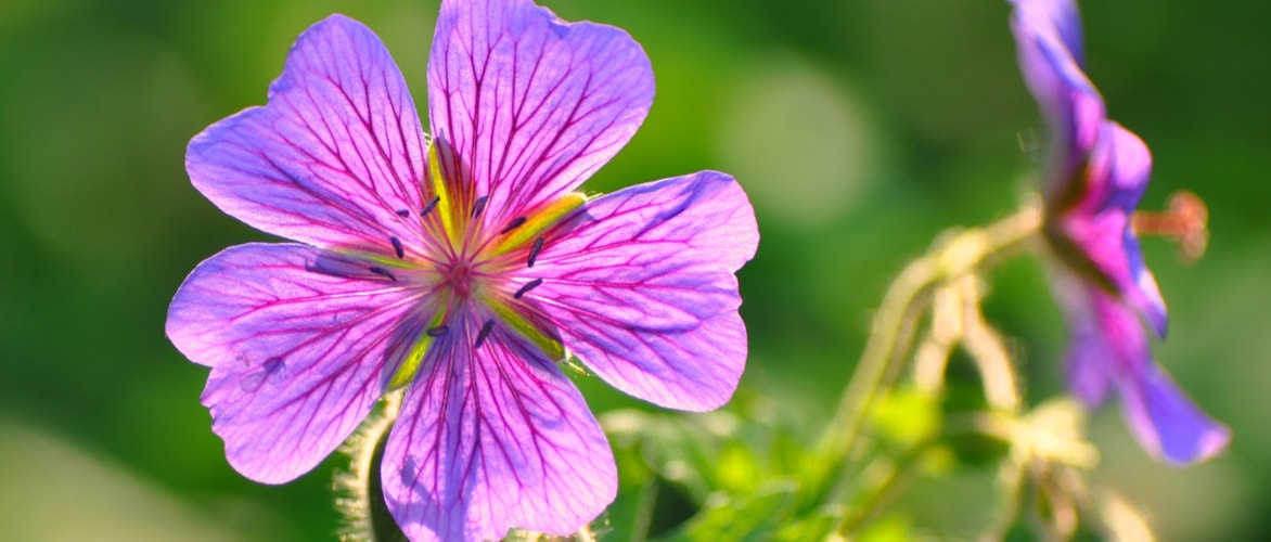 Como plantar os gerânios perenes