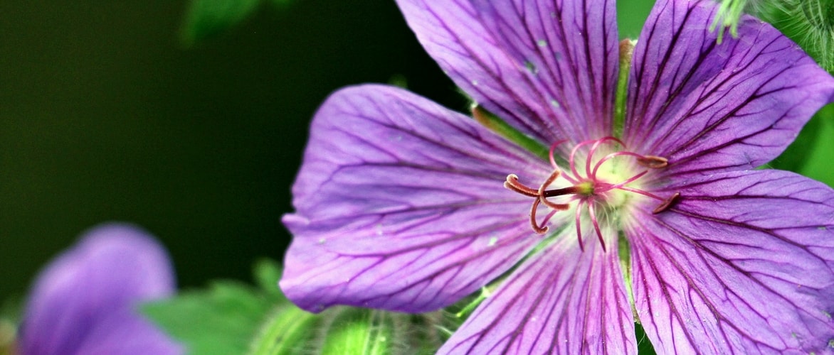 Gerânios perenes: Plantar, cultivar e cuidar