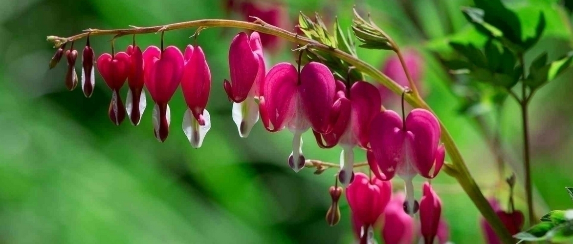 Coração-de-maria ou Dicentra spectabilis : como plantar com sucesso