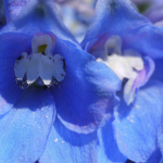 Delphinium, delfínio: 8 ideias para o associar