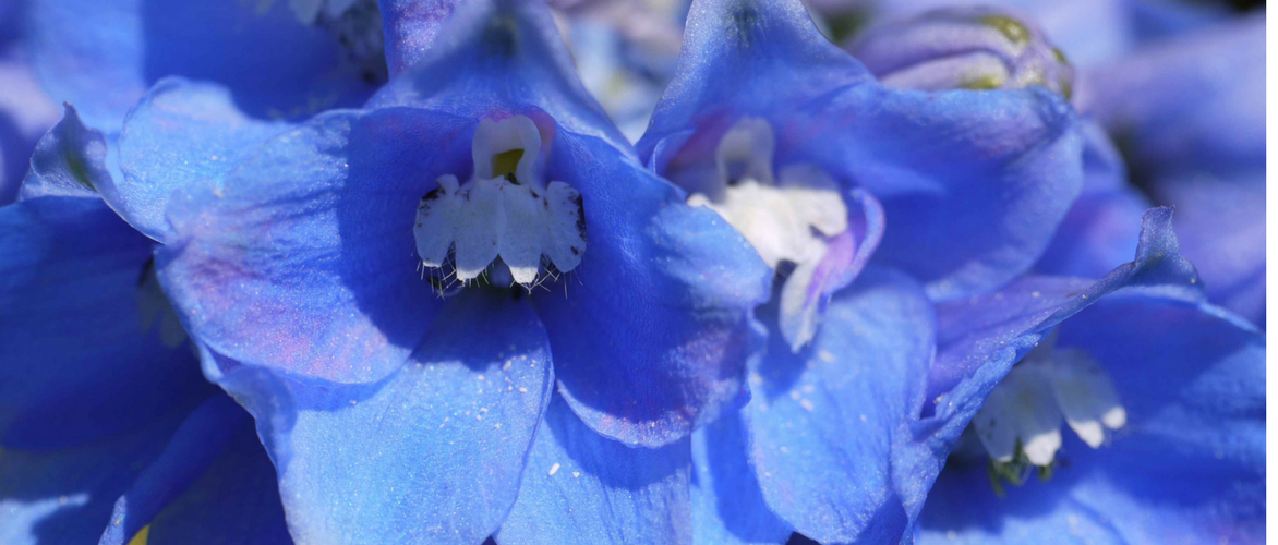 Delphinium, delfínio: 8 ideias para o associar