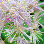 Thalictrum, Talíctro: 8 belas ideias de associação