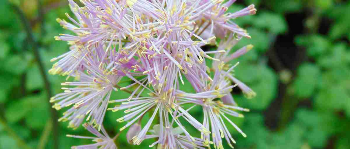 Thalictrum, Talíctro: 8 belas ideias de associação