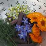 As melhores flores comestíveis para o jardim