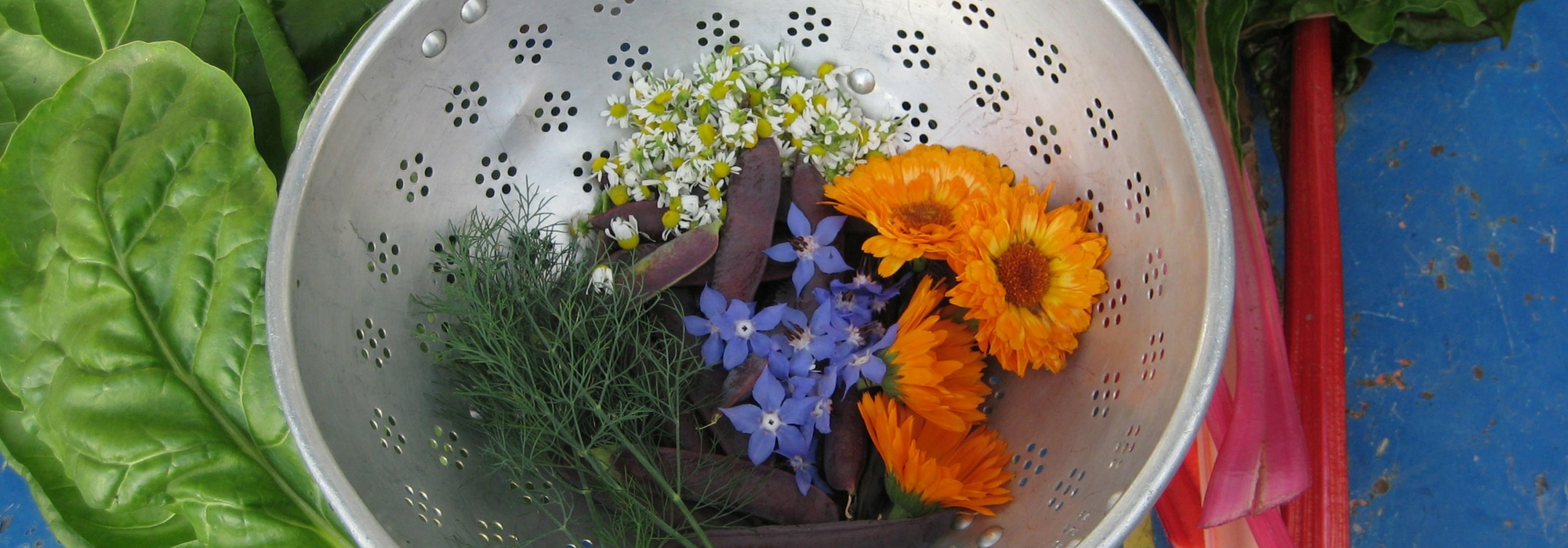 As melhores flores comestíveis para o jardim