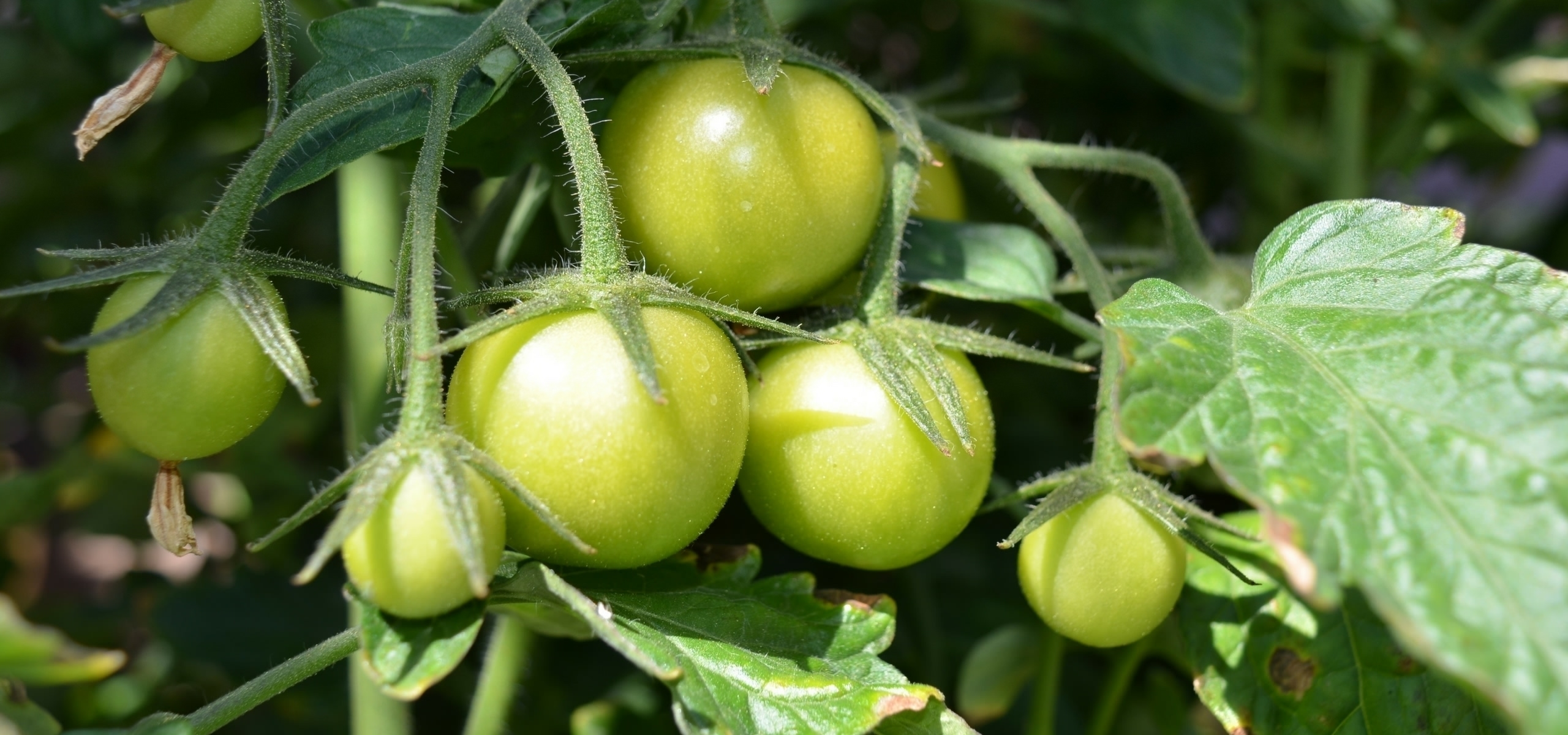A poda dos tomates e a sua condução