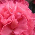Cravo ou Dianthus: 6 ideias para os associar no jardim