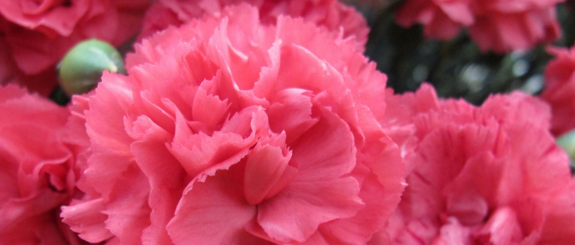 Cravo ou Dianthus: 6 ideias para os associar no jardim