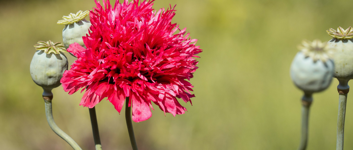 Papoilas-orientais: 8 ideias de associação no jardim