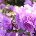 Rododendro: como plantar com sucesso