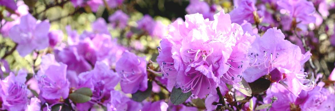 Rododendro: como plantar com sucesso