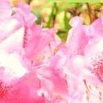Rododendro: poda, doenças e manutenção