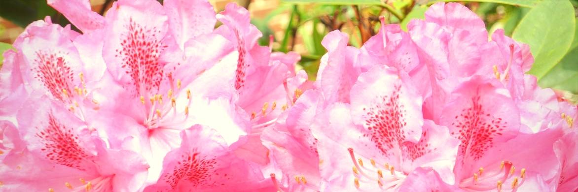 Rododendro: poda, doenças e manutenção