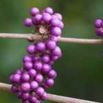 Calicarpa: Plantar, cultivar e cuidar
