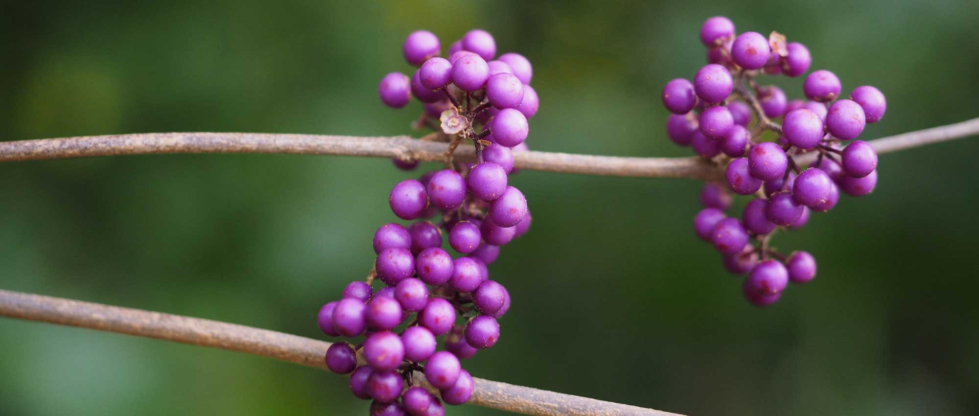 Calicarpa: Plantar, cultivar e cuidar