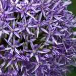 Allium, alho ornamental: plantação, cultura e manutenção