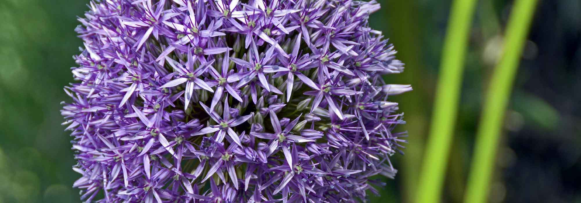 Allium, alho ornamental: plantação, cultura e manutenção
