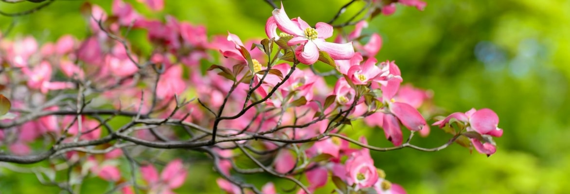 Cornisos com flor: plantação, poda e manutenção