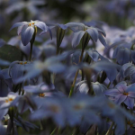 Ipheion : plantar, cultivar e associar