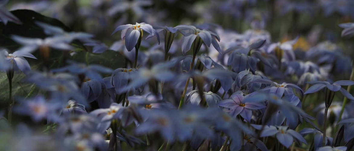 Ipheion : plantar, cultivar e associar