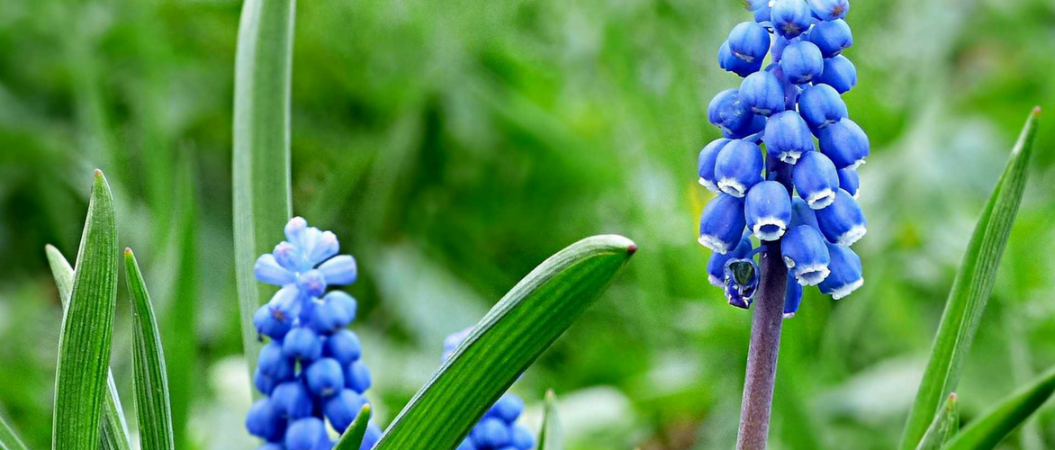 Uva-de-jacinto: como plantar com sucesso
