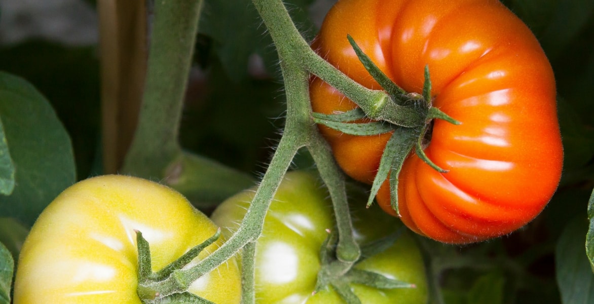 A rega dos tomates: como fazer?