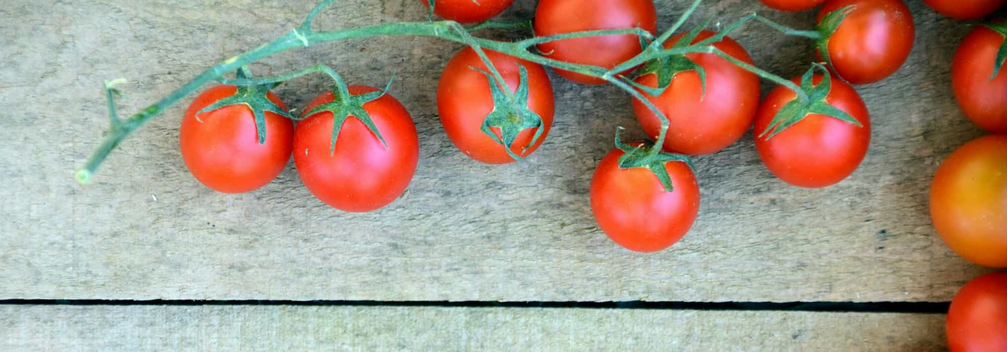 Tomate: míldio, outras doenças e pragas