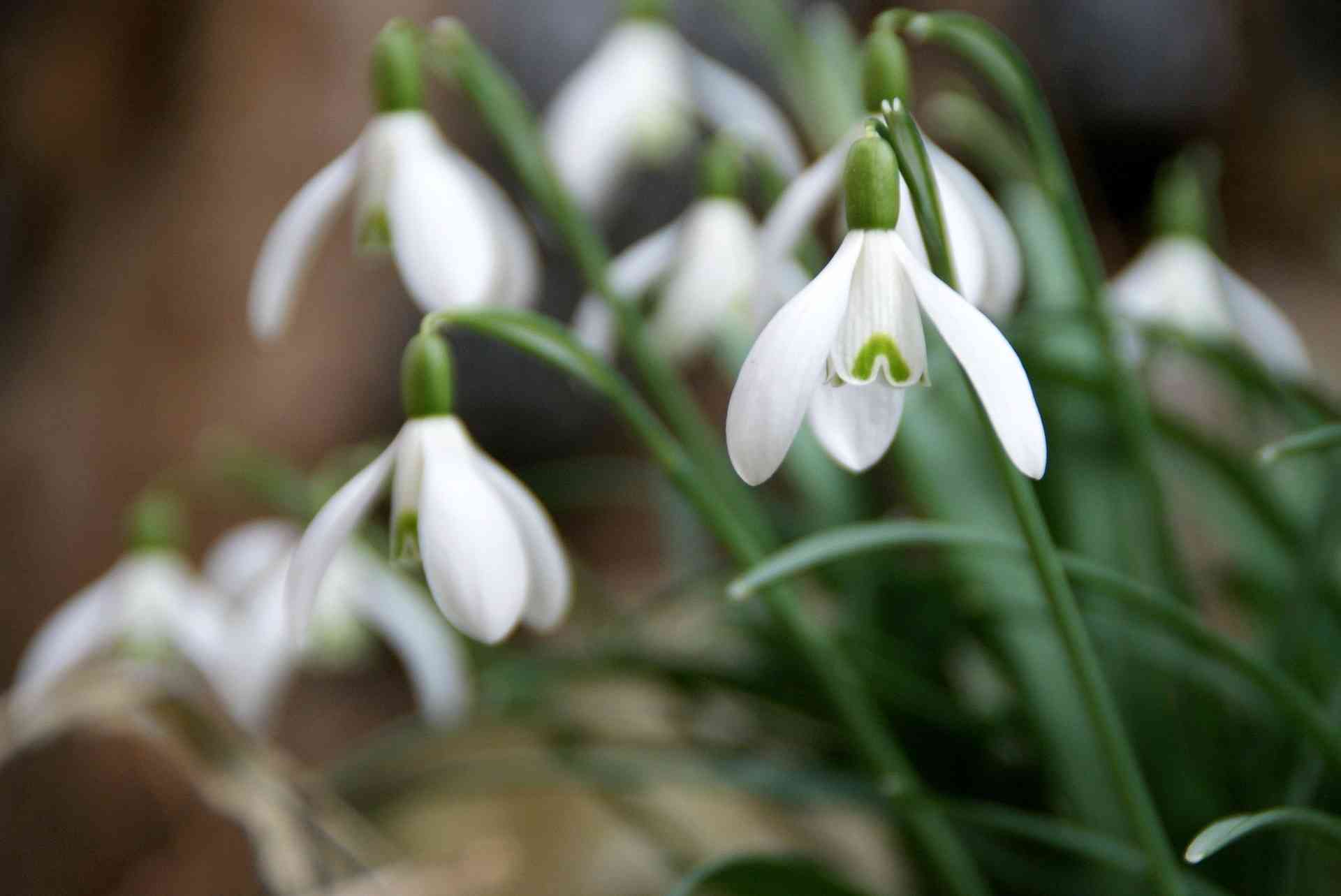 Campainha-branca, Galanthus nivalis: plantação e manutenção