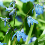 Cila, Scilla: plantação e cuidados
