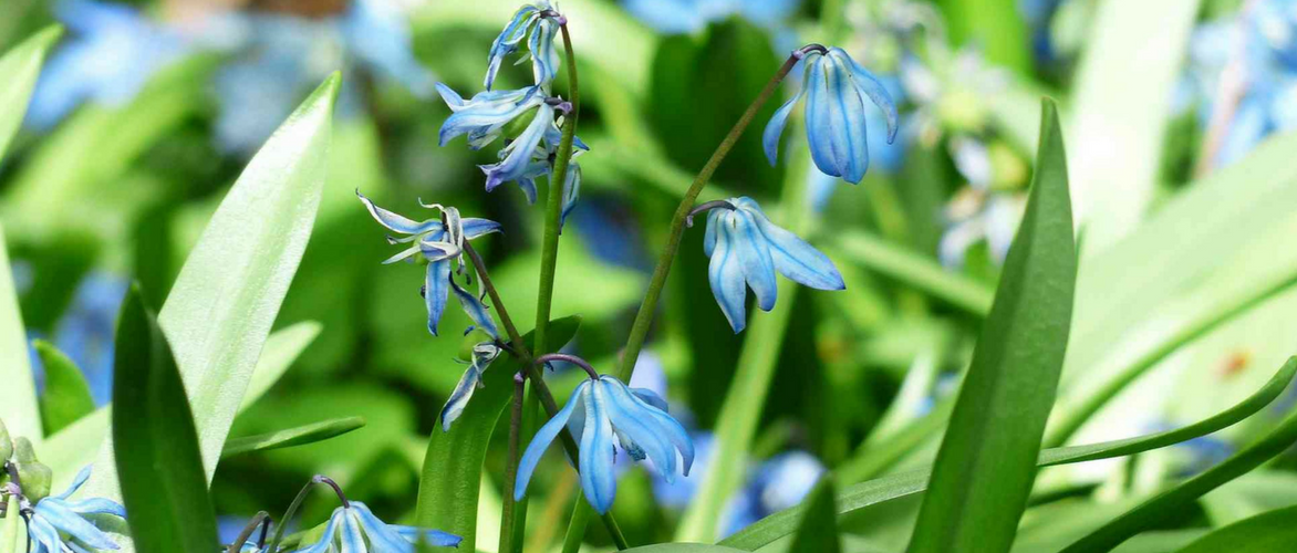 Cila, Scilla: plantação e cuidados