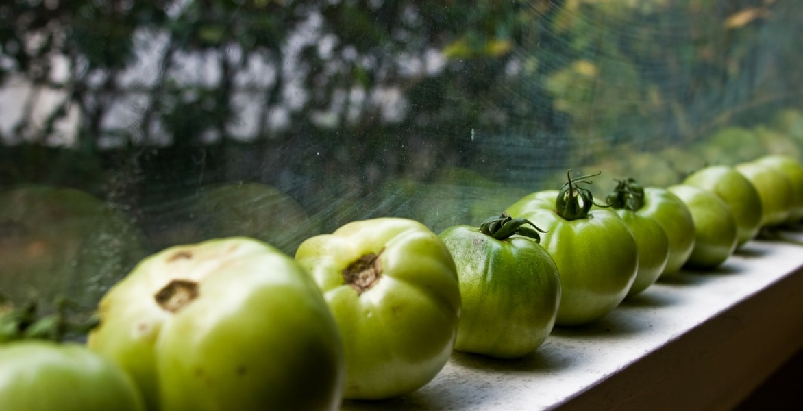 O que fazer com os tomates verdes?