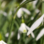Campainha-branca, Galanthus nivalis: plantar, cultivar, tratar