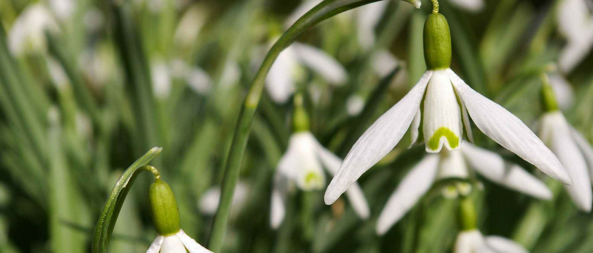Campainha-branca, Galanthus nivalis: plantar, cultivar, tratar