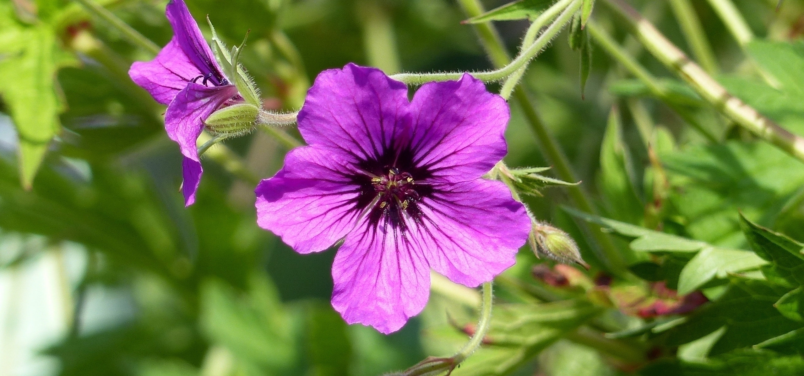 Os gerânios perenes de floração prolongada