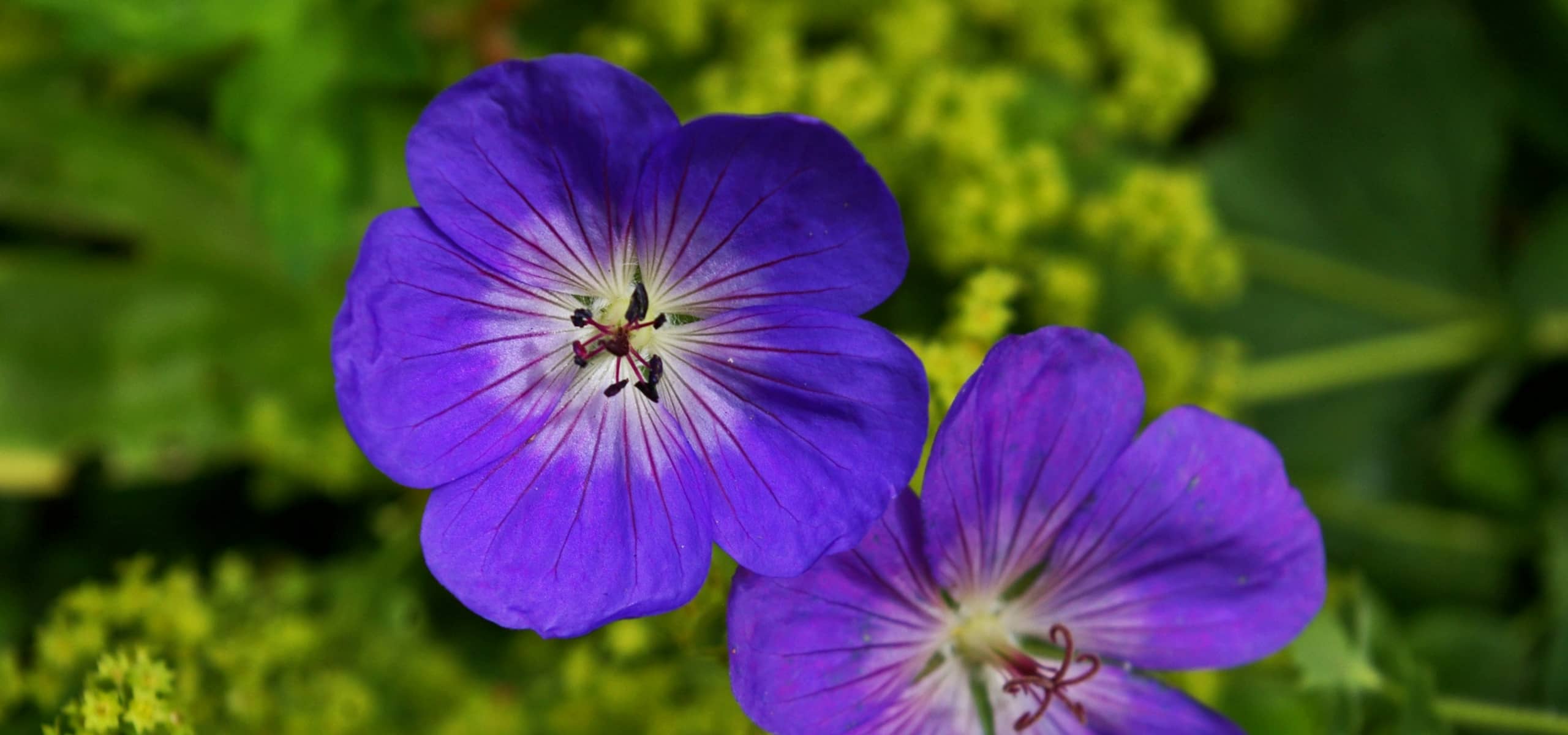 Gerânios perenes: as melhores coberturas vegetais