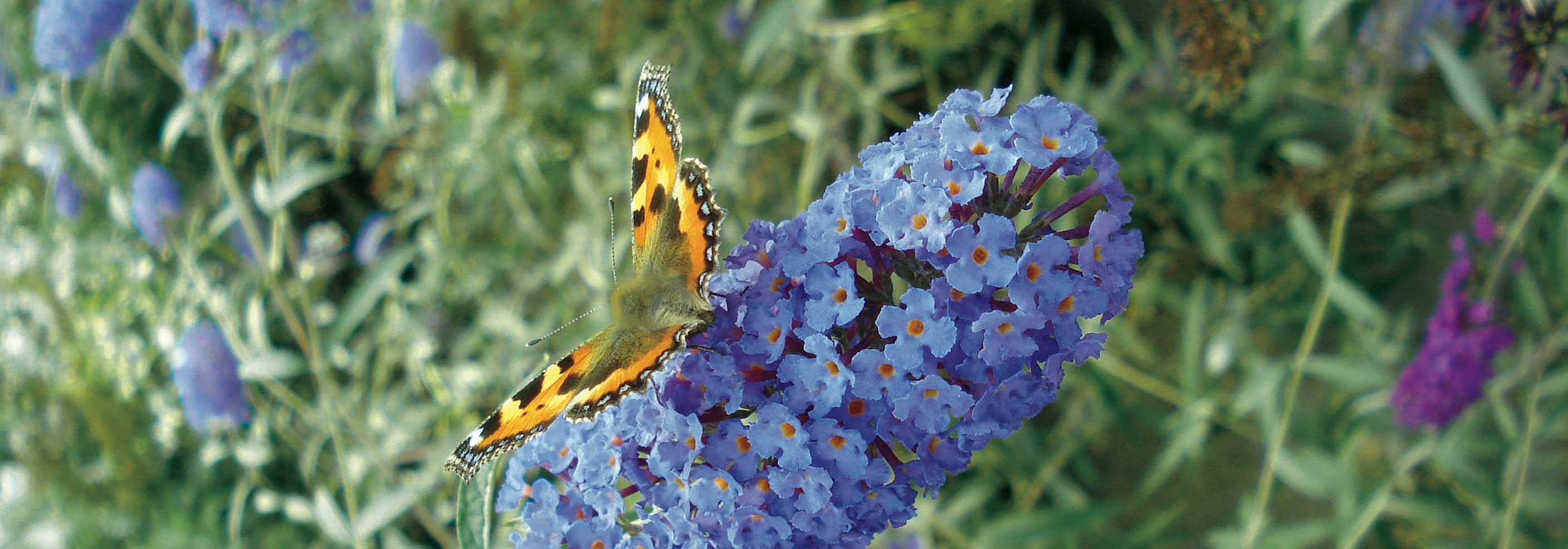 Budleia, Buddleia: como podá-la corretamente?