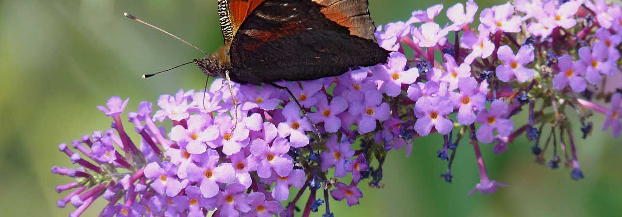Budleia, Arbusto-das-borboletas: 8 ideias de associações