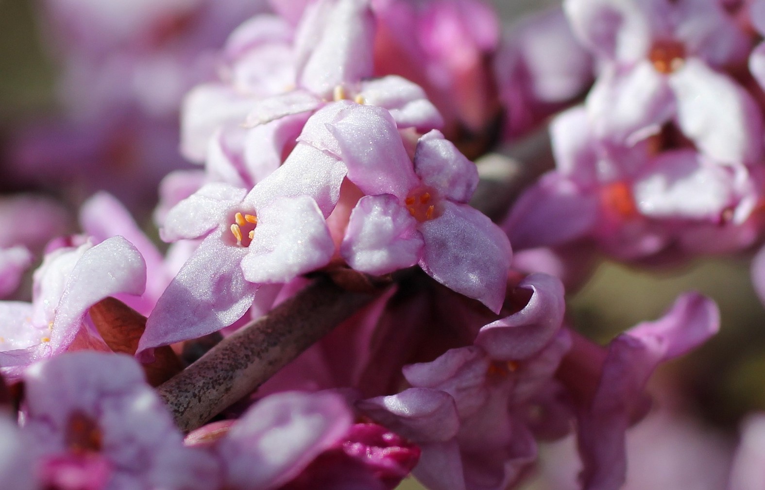 10 plantas com flores odorantes e perfumadas