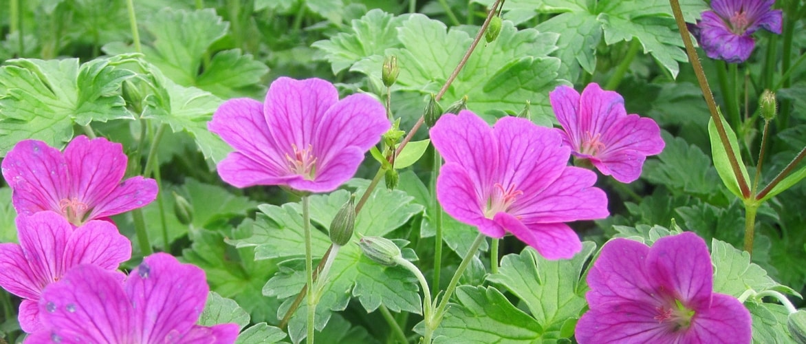 Gerânio riversleaianum 'Russels Prichard'