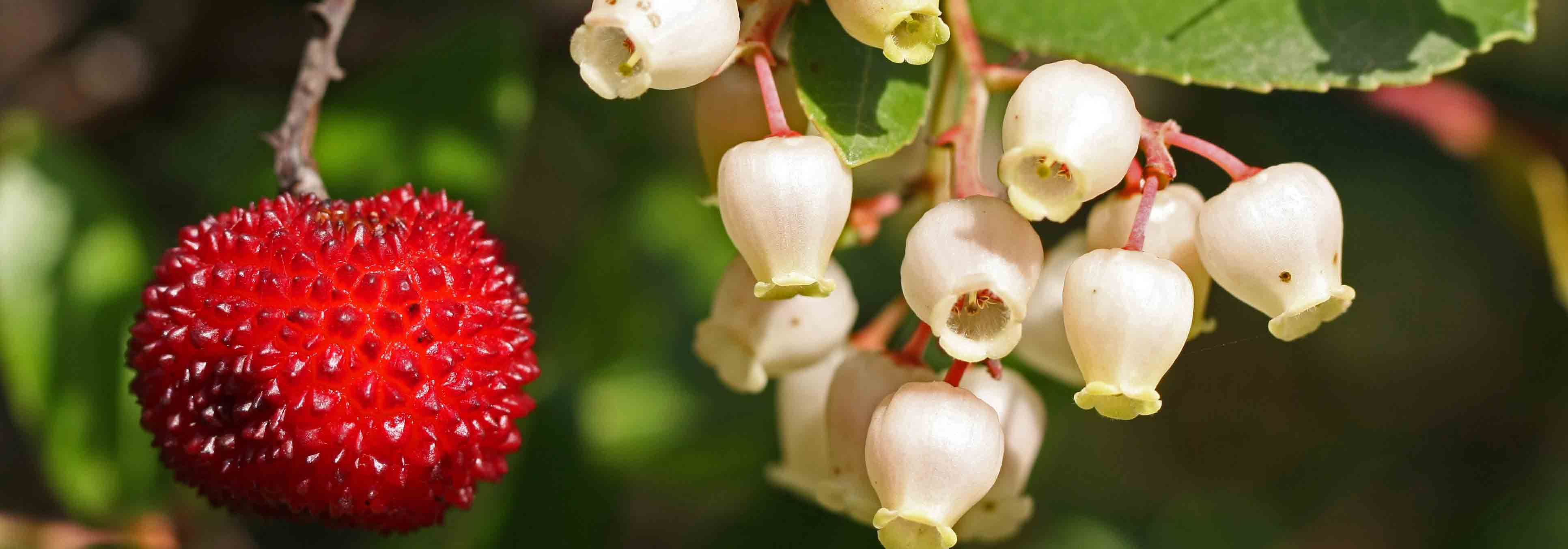 Medronheiro, Arbutus: plantar, podar e cuidar