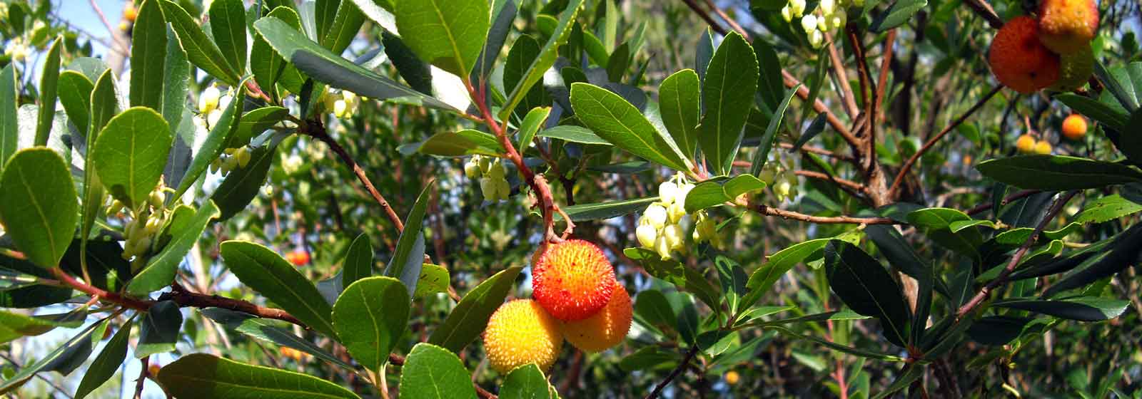 Medronheiro, Arbutus : doenças e tratamentos